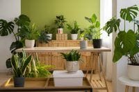 plantes interieur facile entretient